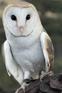 Original photo of Barn Owl